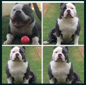 WR BULLY MAXIMUS