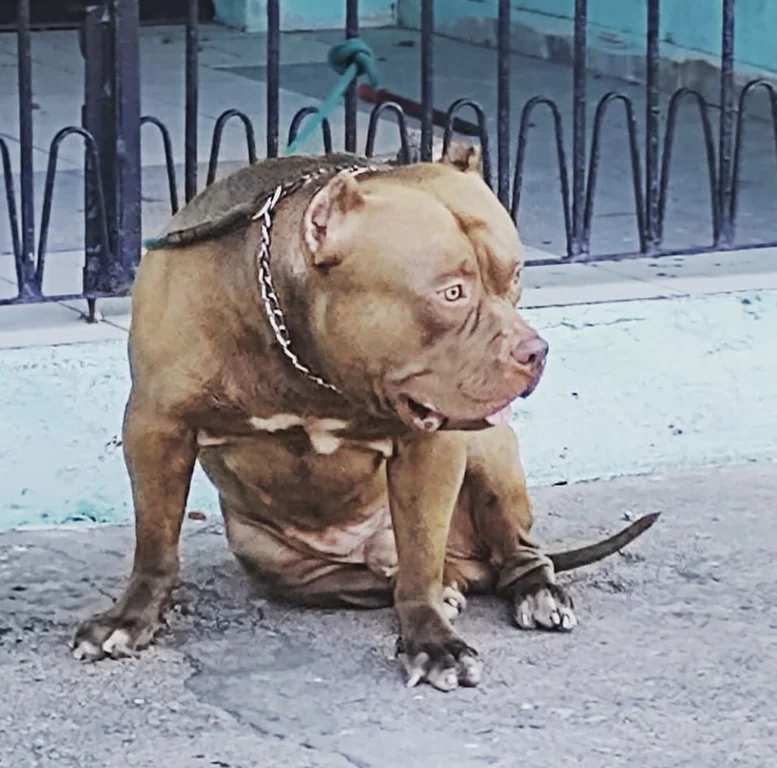 EROS 