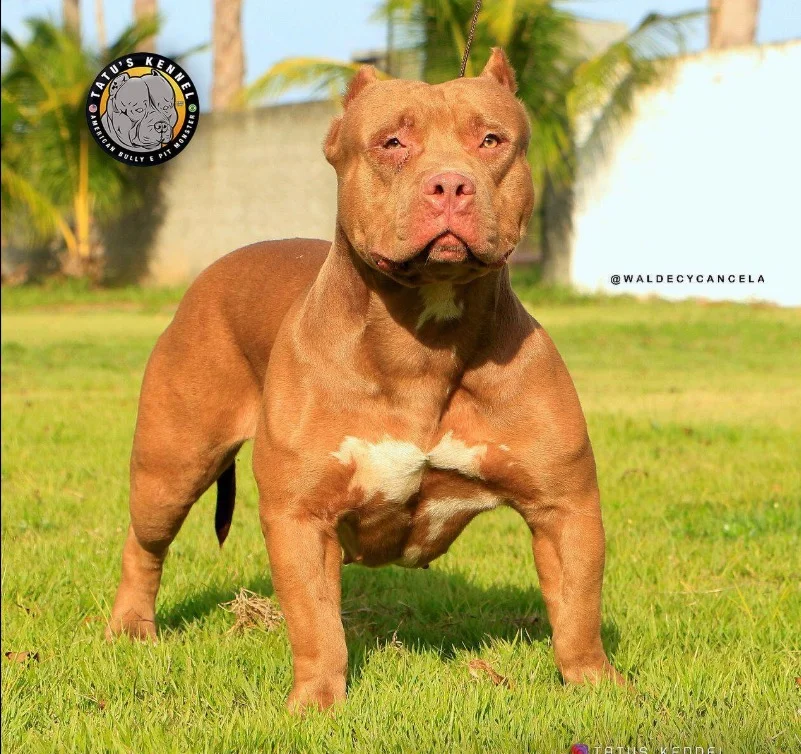MEG TATU'S KENNEL