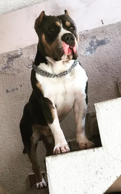 BIGGIE GANG BULLY KENNEL