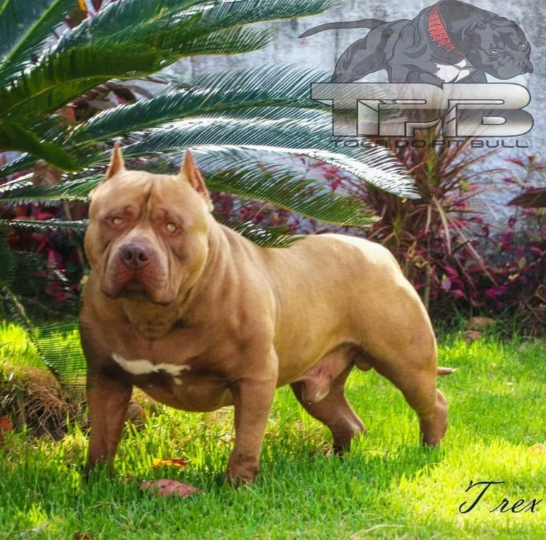 MONSTER WORLD T-REX G5