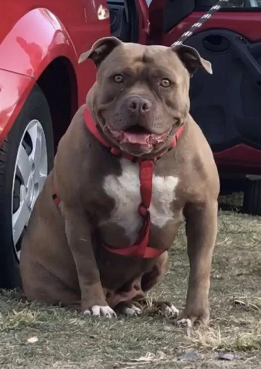 TYRANA MONSTER BULL