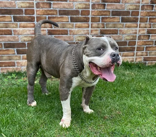 TARGUS KENNEL BRASIL TARGUS BULLY
