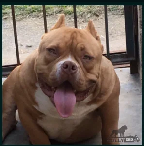 KBK KING BULLY KENNEL NARUTO