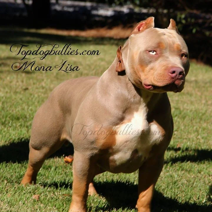 TOPDOGBULLIES MONA LISA