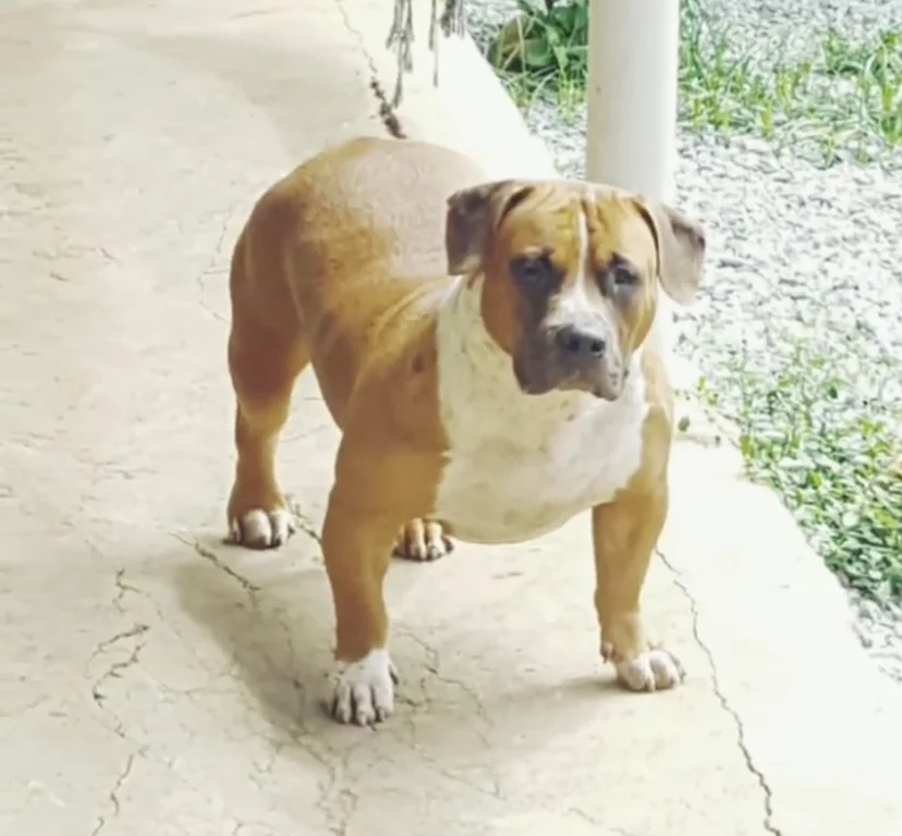 BOM BOM KBF