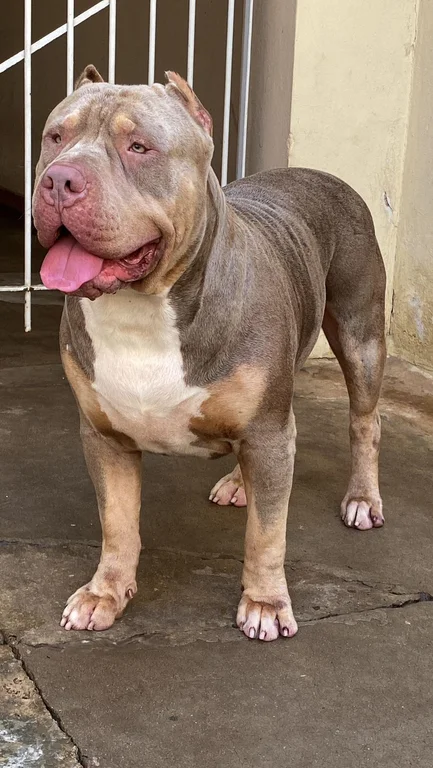 BLESS ALD CASSAN MONSTER BULL KENNEL