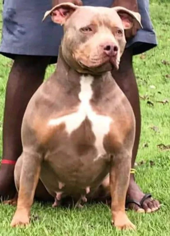 TOPDOGBULLIES BRITNEY