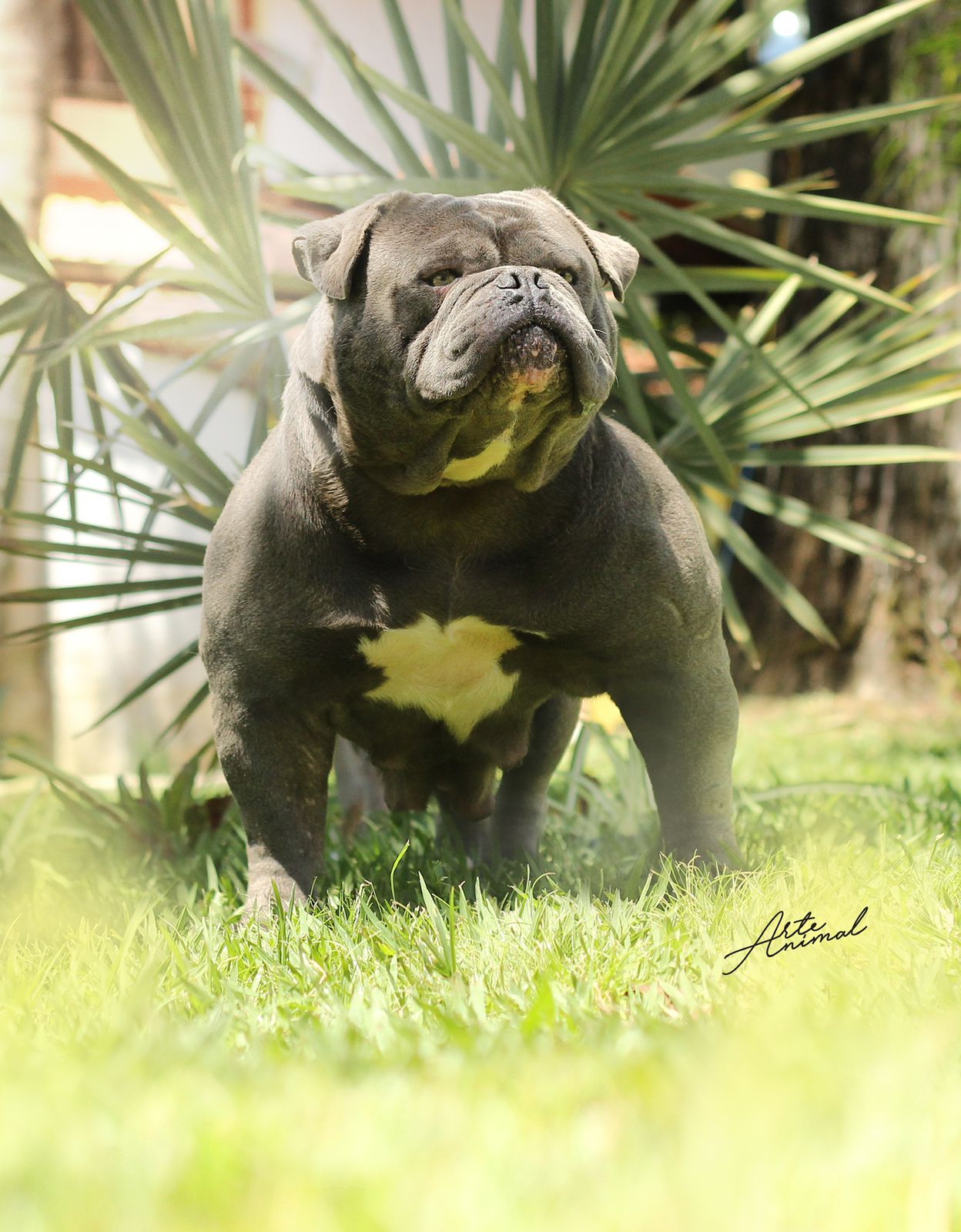 Sunshinebulls Sheeva 