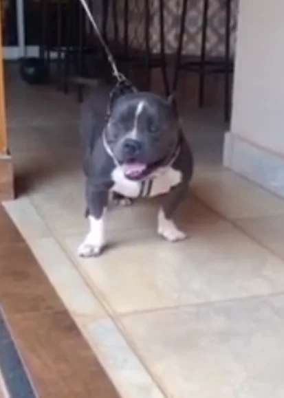 KGB LIL DRAKO