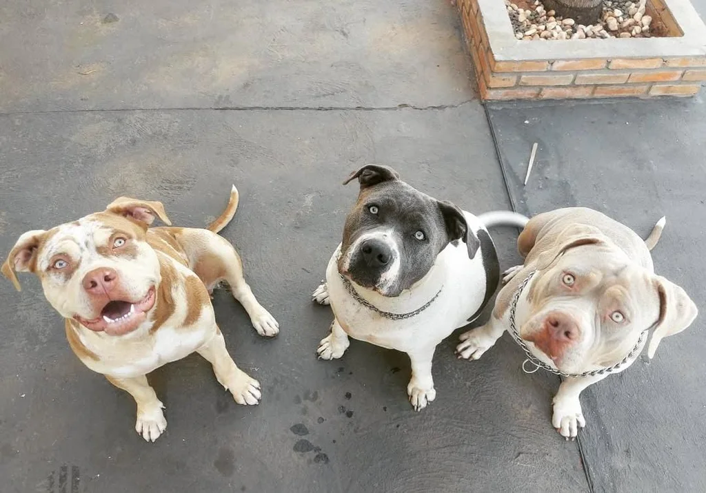 AYA DANI BULL KENNEL