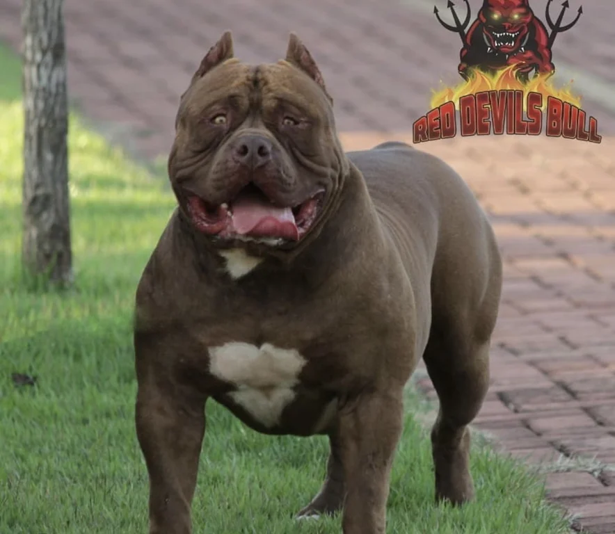REDHUNTER BULLS BADASS