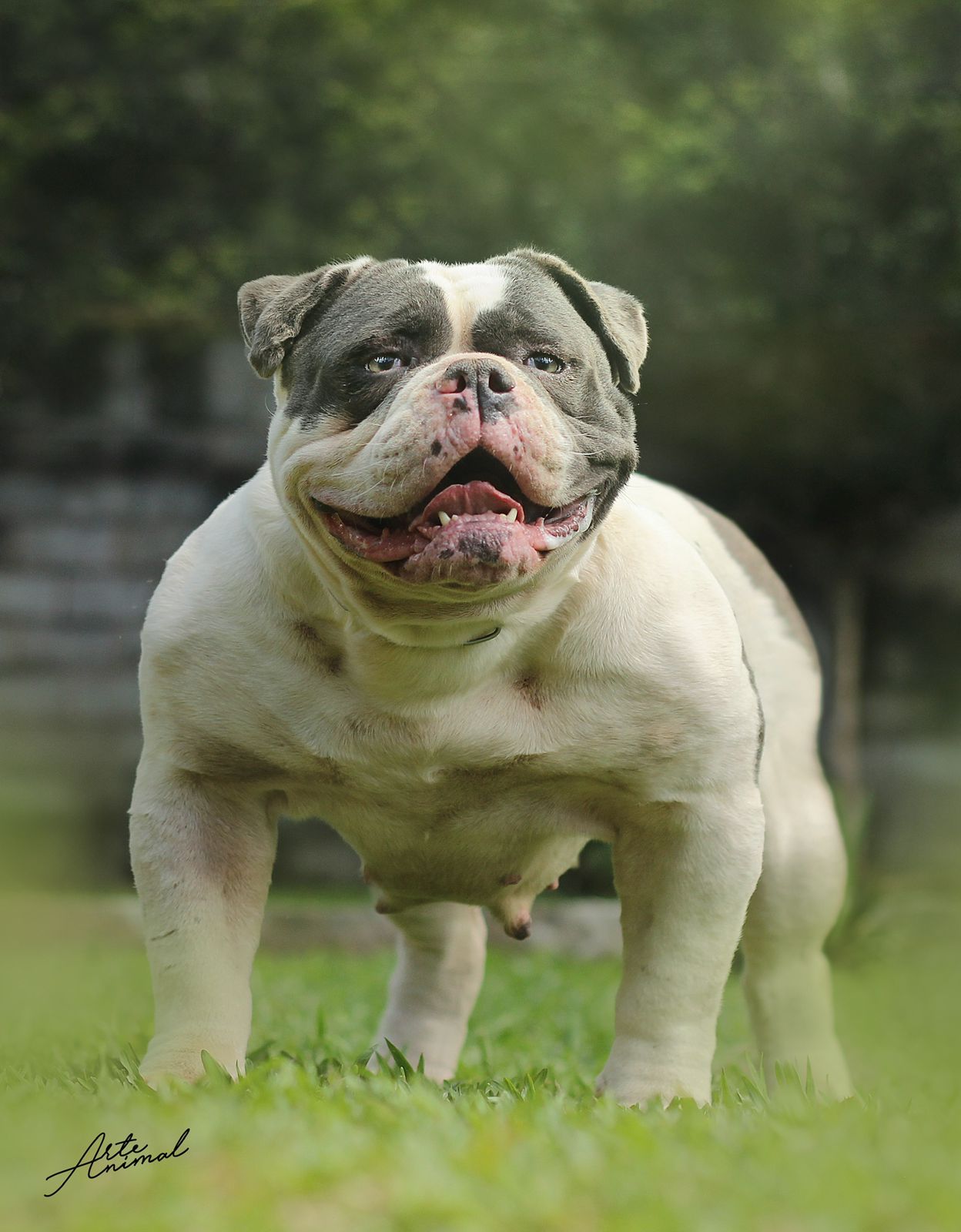 Sunshinebulls Toya