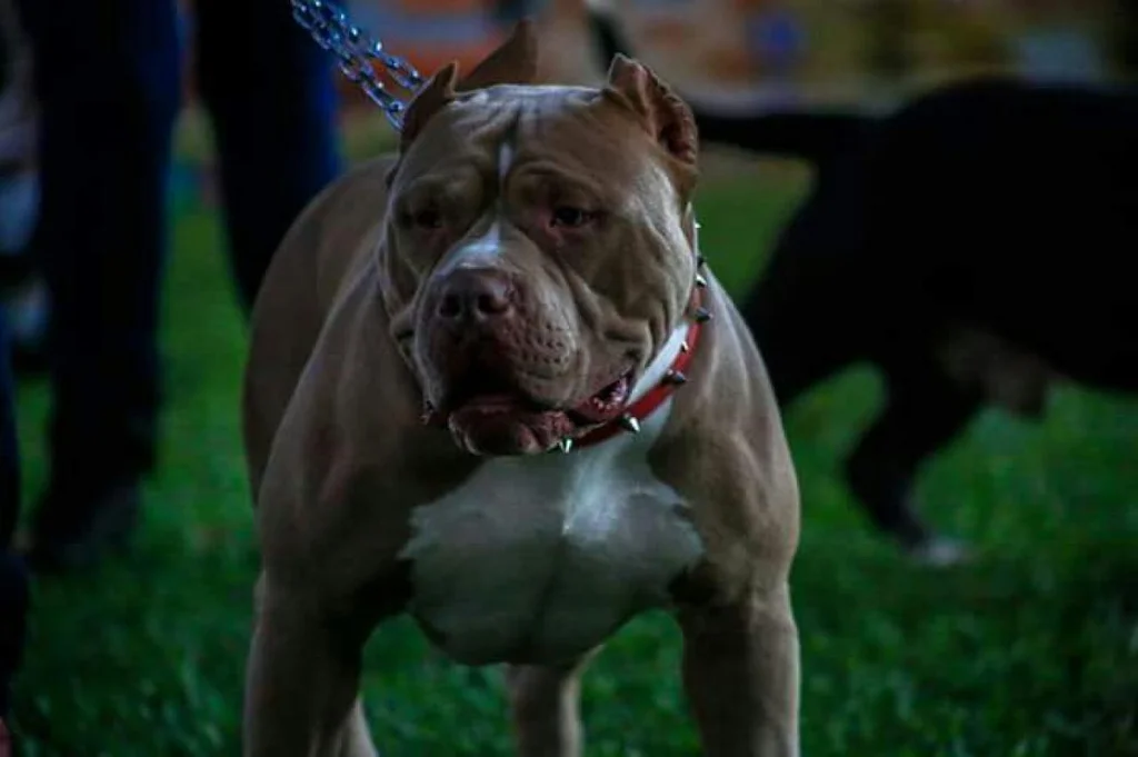 SPAIK MONSTER BULL KENNEL