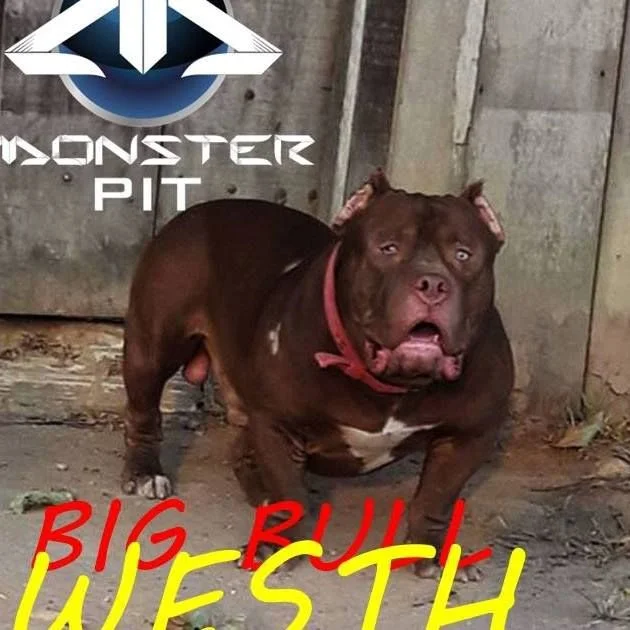BIG BULL WESTH
