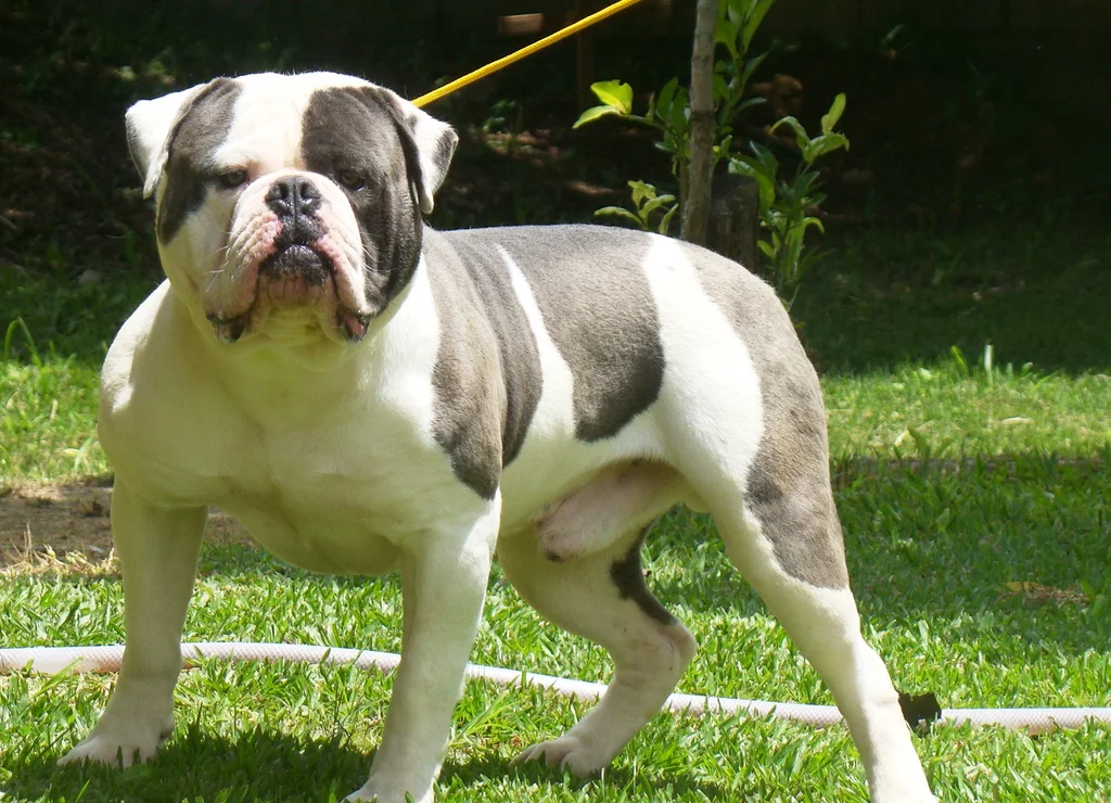 SUNSHINEBULLS BIG BLUE
