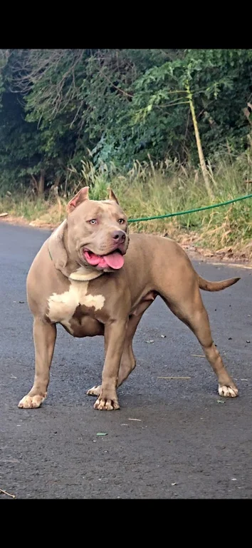 UNICA CHAOS BULL