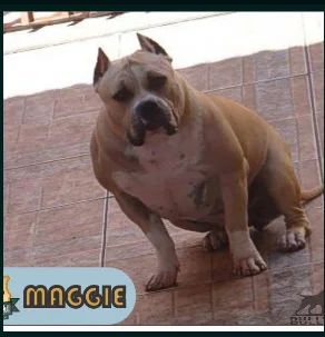 MAGGIE 