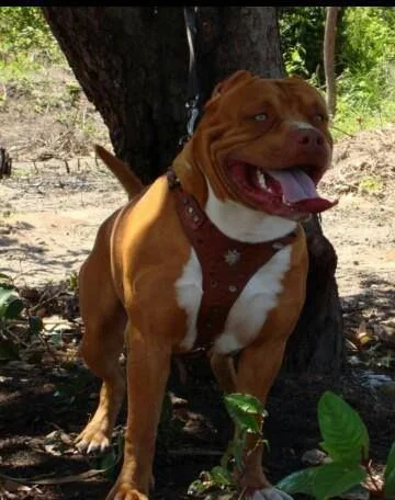 CGD BR4 SANSÃO AFRA