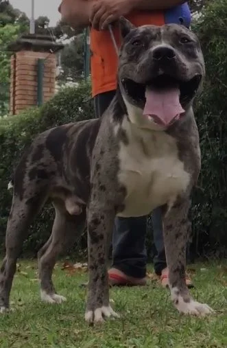 THOR MONSTER BULL