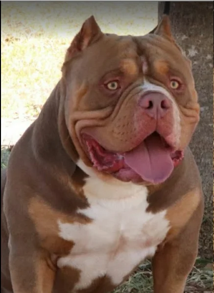 STRIKE KOLORADO BULLYS KENNEL