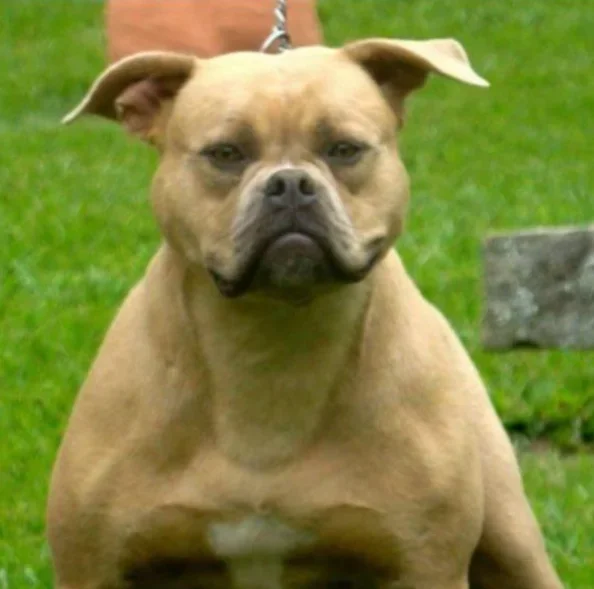 KENNEDY HONEY OF SUNSHINEBULLS