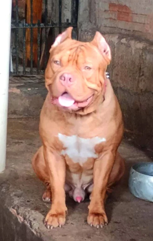 BLESSED BRASIL GRANDI KENNEL THANOS 