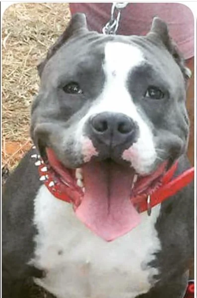 WR BULLY KIARA