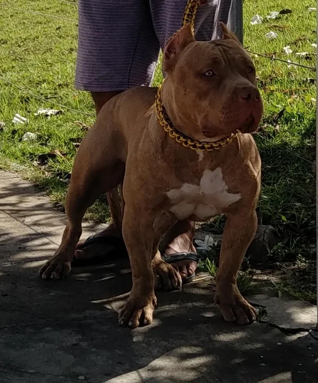 OWRIANY CAÇA DA REALEZA PITS KENNEL 