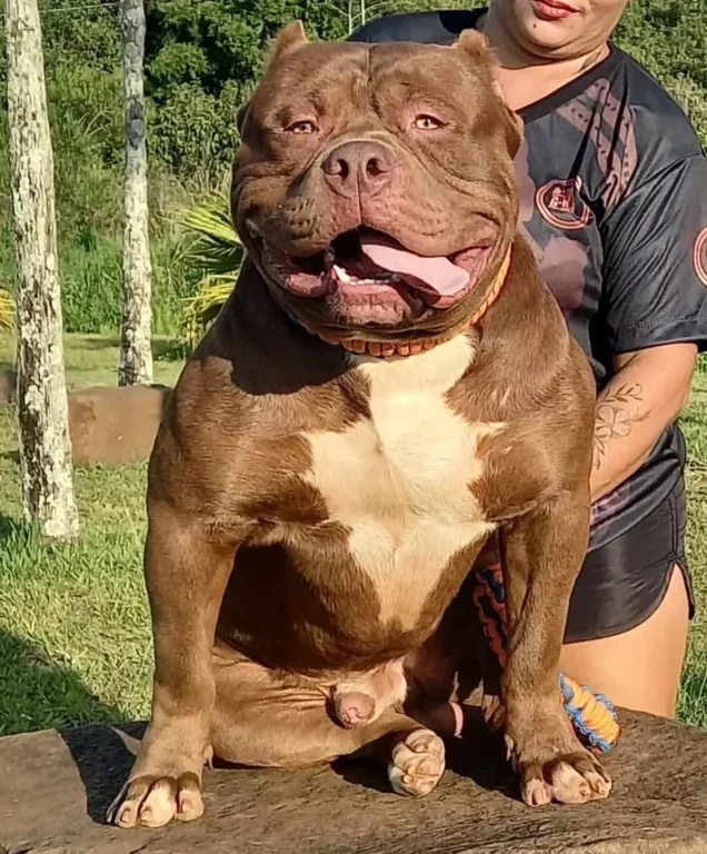GIGANTE MONSTER KENNEL MEGALODON