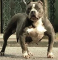VNS 8TH WONDER OF BULLY FORCE