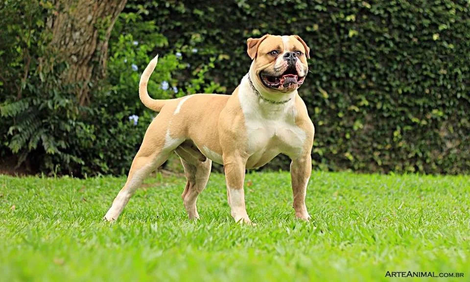 SUNSHINEBULLS IRON