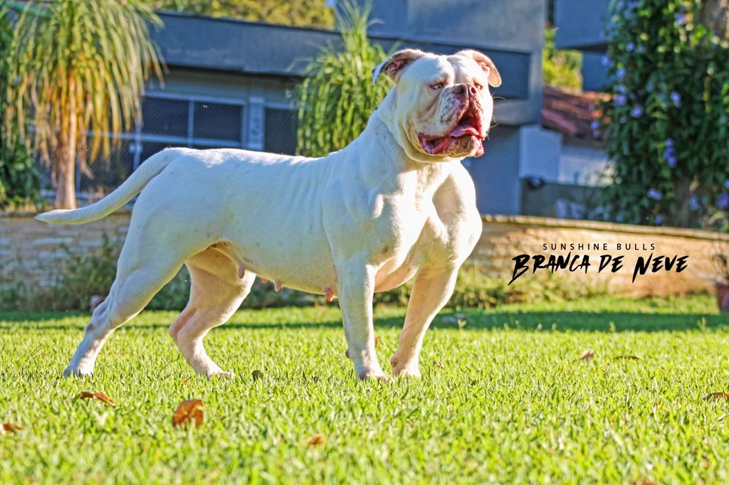 SUNSHINEBULLS BRANCA DE NEVE
