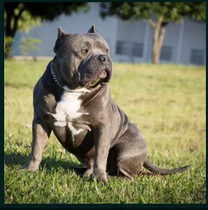 MOMBASS BULLY ÚNICO AFR