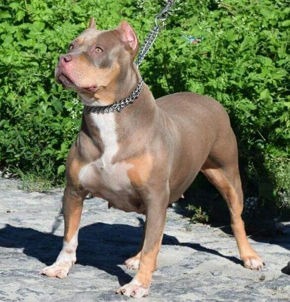 KYARA II FEROCIOUS WHITE