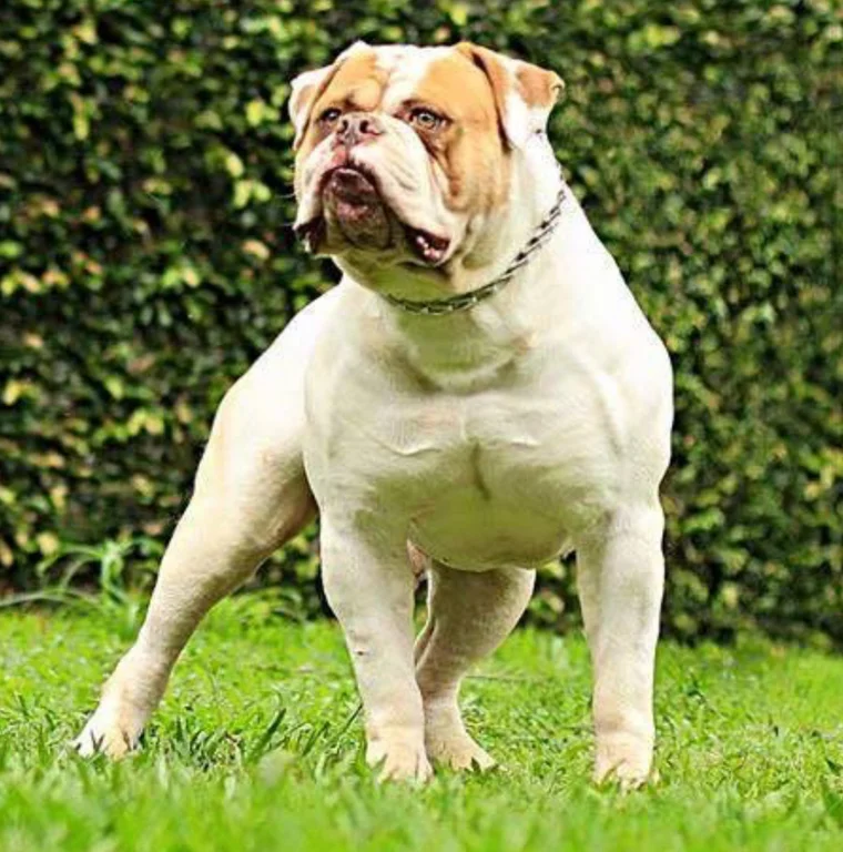 SUNSHINEBULLS BOSS