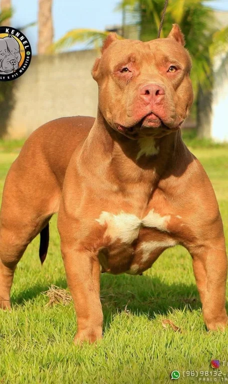 MEG TATU'S KENNEL 