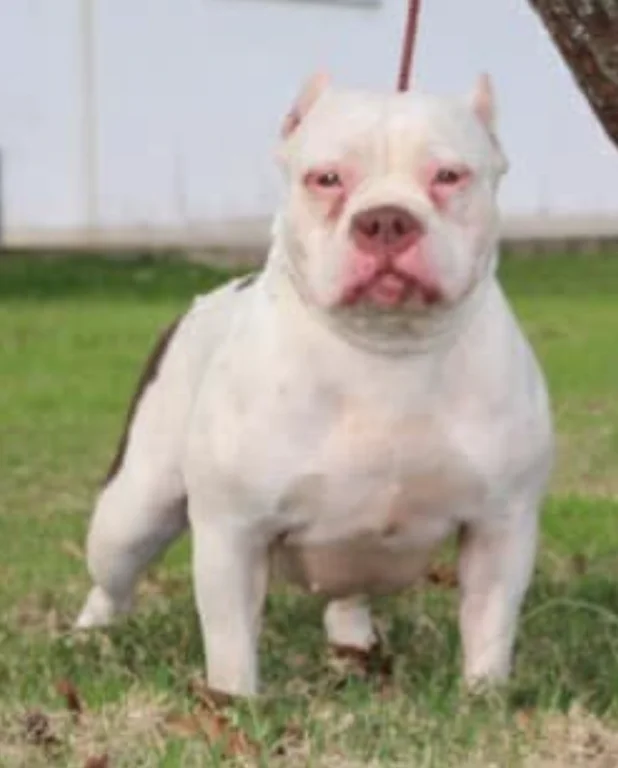 PREDADOR MONSTER BULLY KITKET