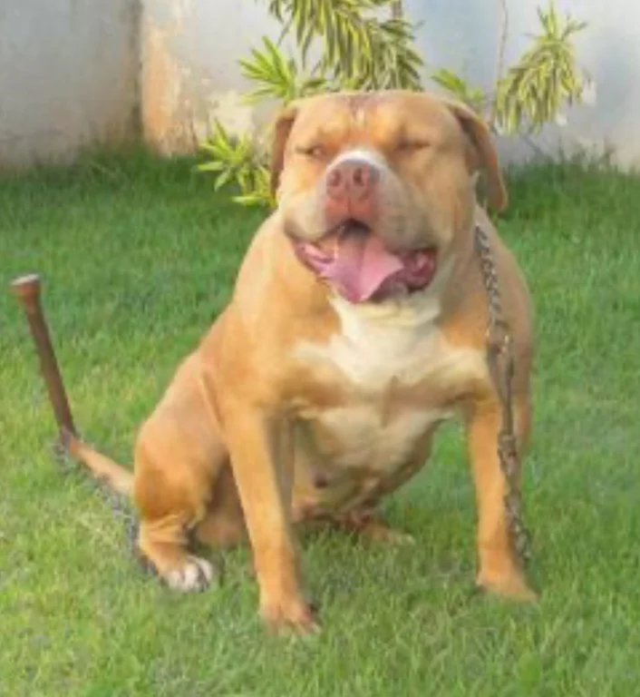RED MONSTER CUBA WESTH