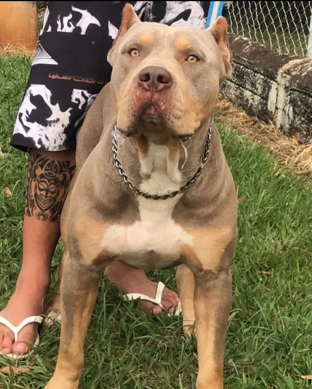 TÂNUS MAXIMUS JR OF MOTA KENNEL FEROCIOUS WHITE
