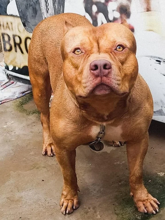 HULK FEROCIOUS WHITE 