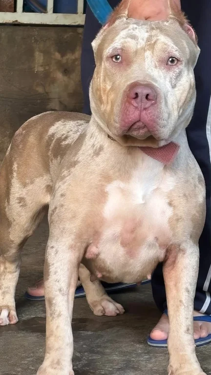 RAVENA  ALD CASSAN MONSTER BULL
