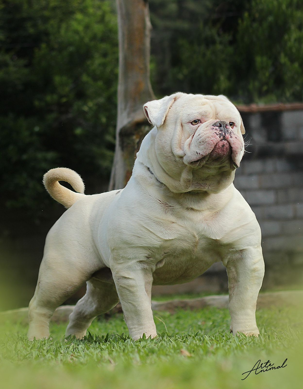 Sunshinebulls Comando