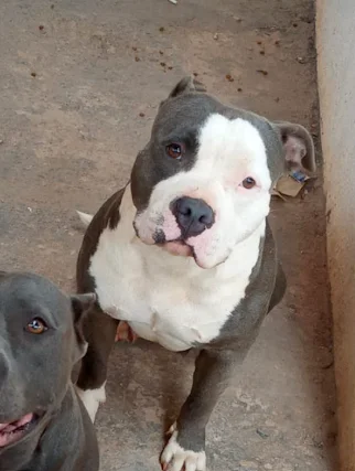 LUNA TARGUS KENNEL BRASIL - F1