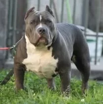 BULLY FORCES BORN TO BE WIDE