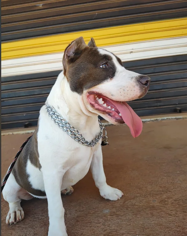PANTERA MELEYS KHAZAD-DÛM KENNEL