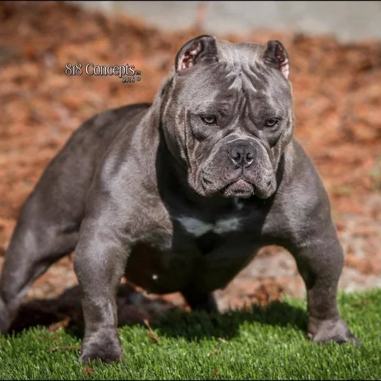 X-STACK RILEY