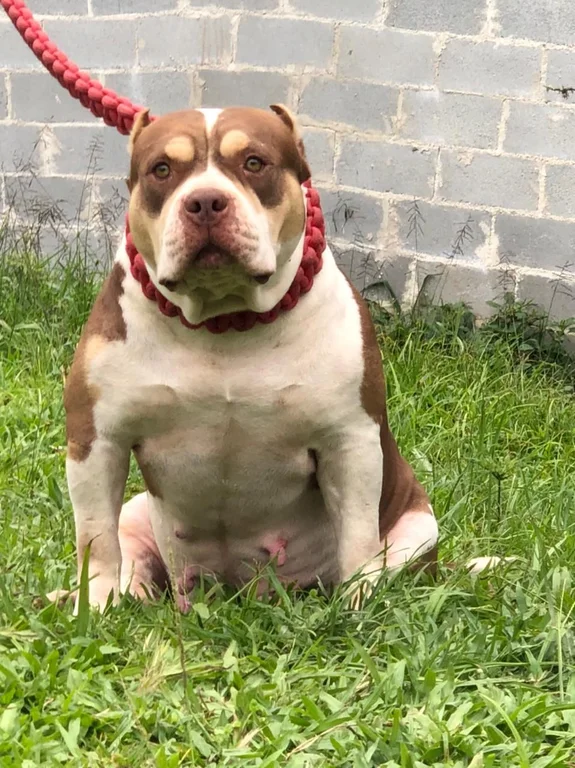TRI GIRL MONSTER BULL