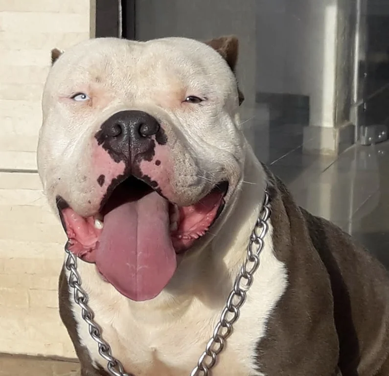 TORETTO TARGUS KENNEL BRASIL 