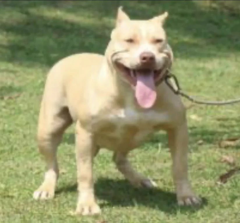 REBEL BULLS RED BULLY